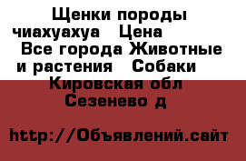 Щенки породы чиахуахуа › Цена ­ 12 000 - Все города Животные и растения » Собаки   . Кировская обл.,Сезенево д.